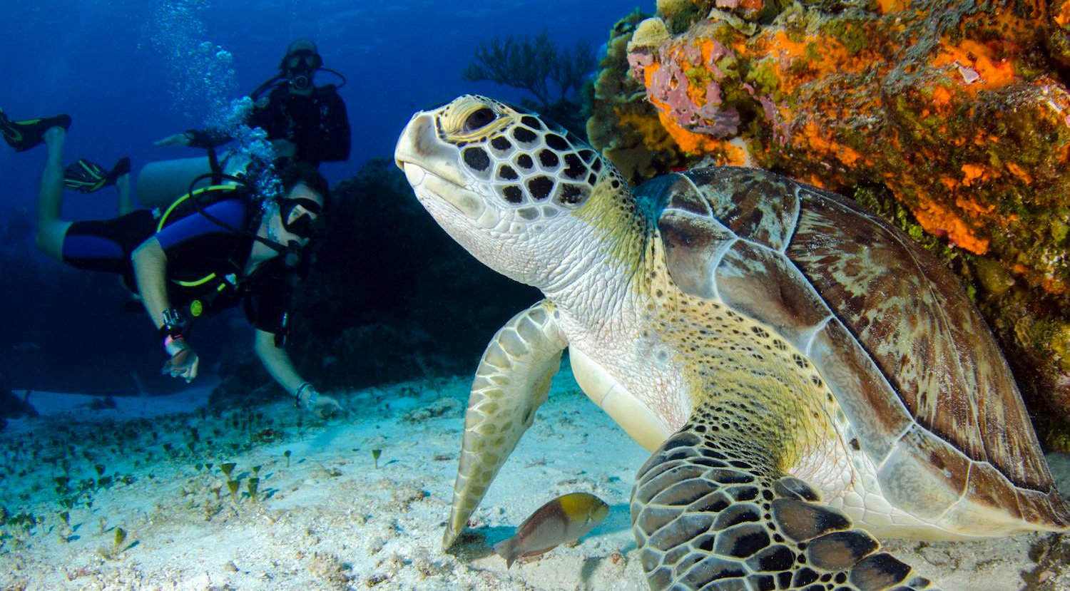 Unawatuna Scuba Diving