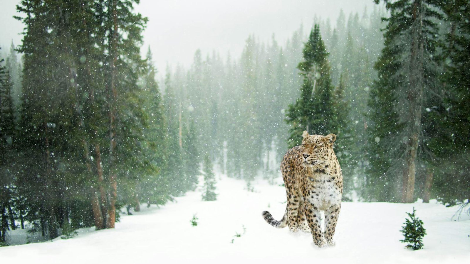 Snow Leopard at Jigme Dorji National Park