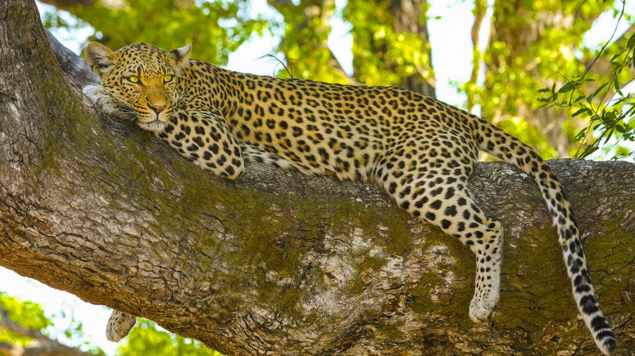 Yala National Park, Sri Lanka